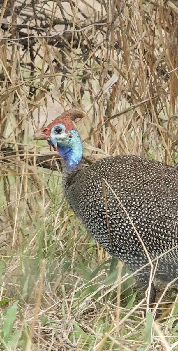 Helmeted Guineafowl - ML644450200
