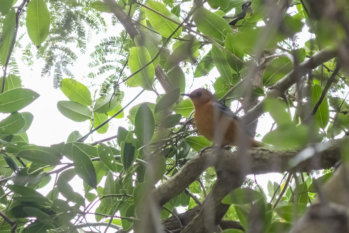 Red-capped Robin-Chat - ML644450202