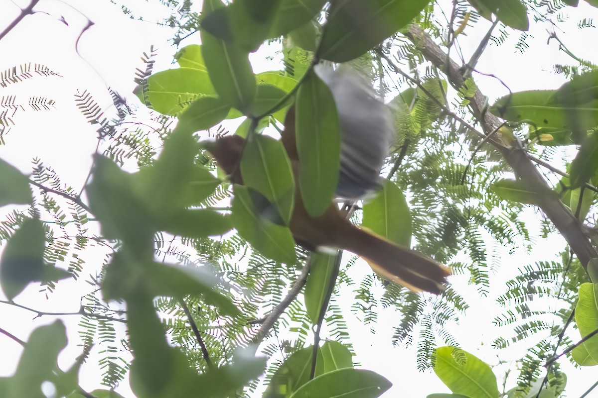 Red-capped Robin-Chat - ML644450203