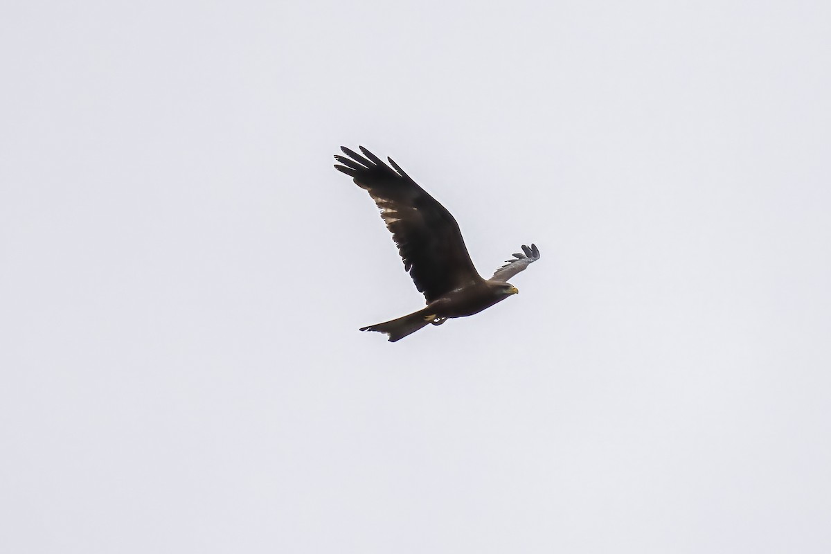 Black Kite - ML644450205