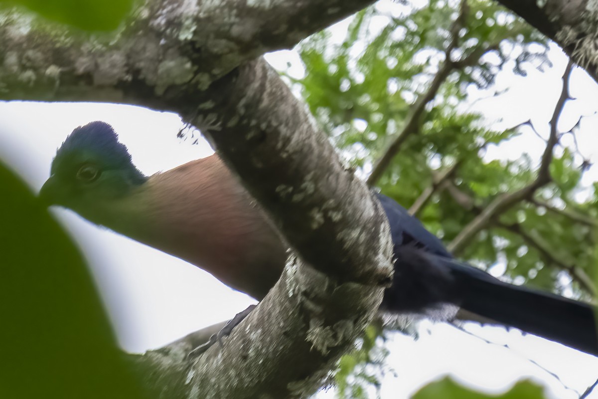 Purple-crested Turaco - ML644450206