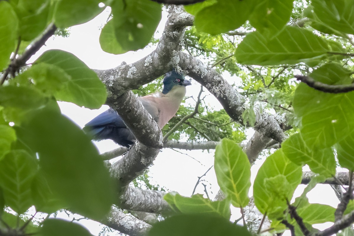 Purple-crested Turaco - ML644450207