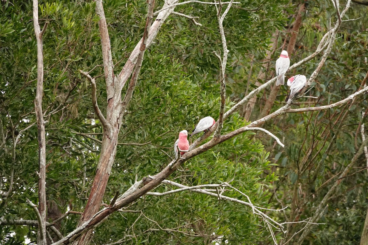 Galah - ML644450208