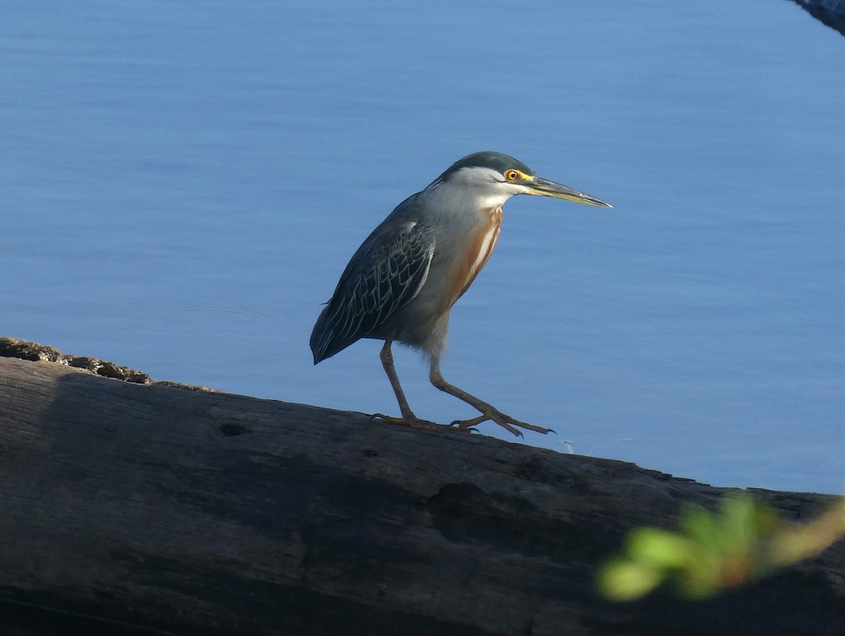 Striated Heron - ML644450209
