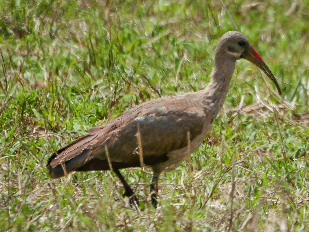 Hadada Ibis - ML644450211