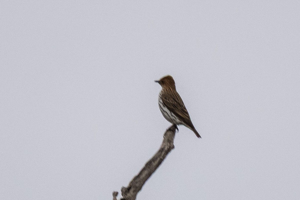 Violet-backed Starling - ML644450212