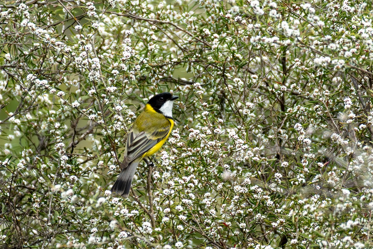 Golden Whistler - ML644450223