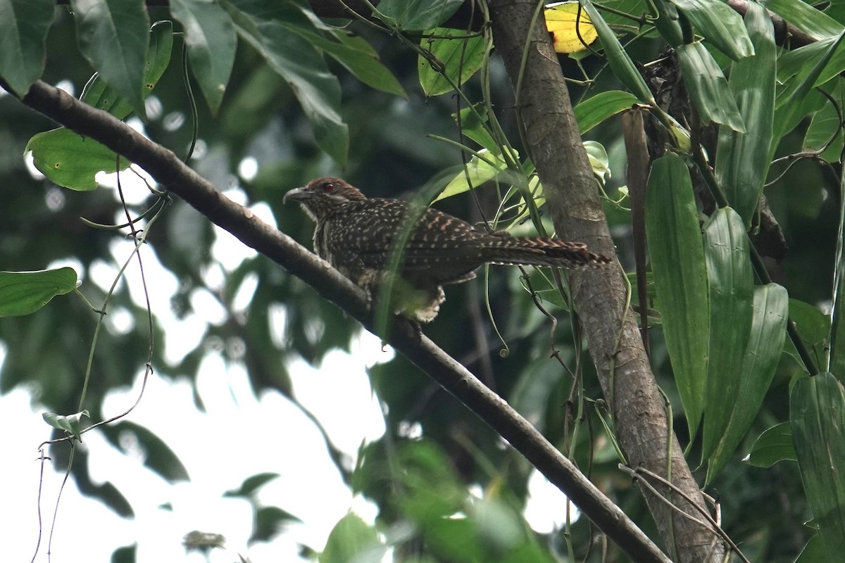 Asian Koel - ML644450230