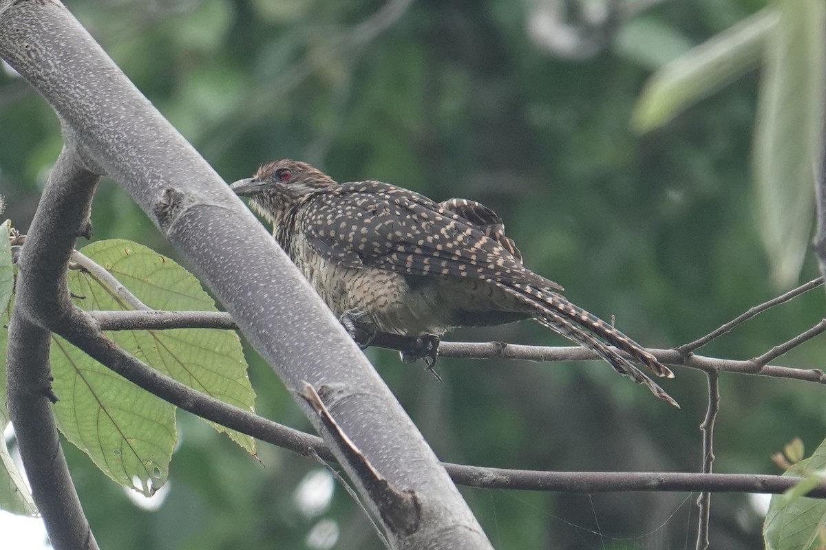Asian Koel - ML644450233