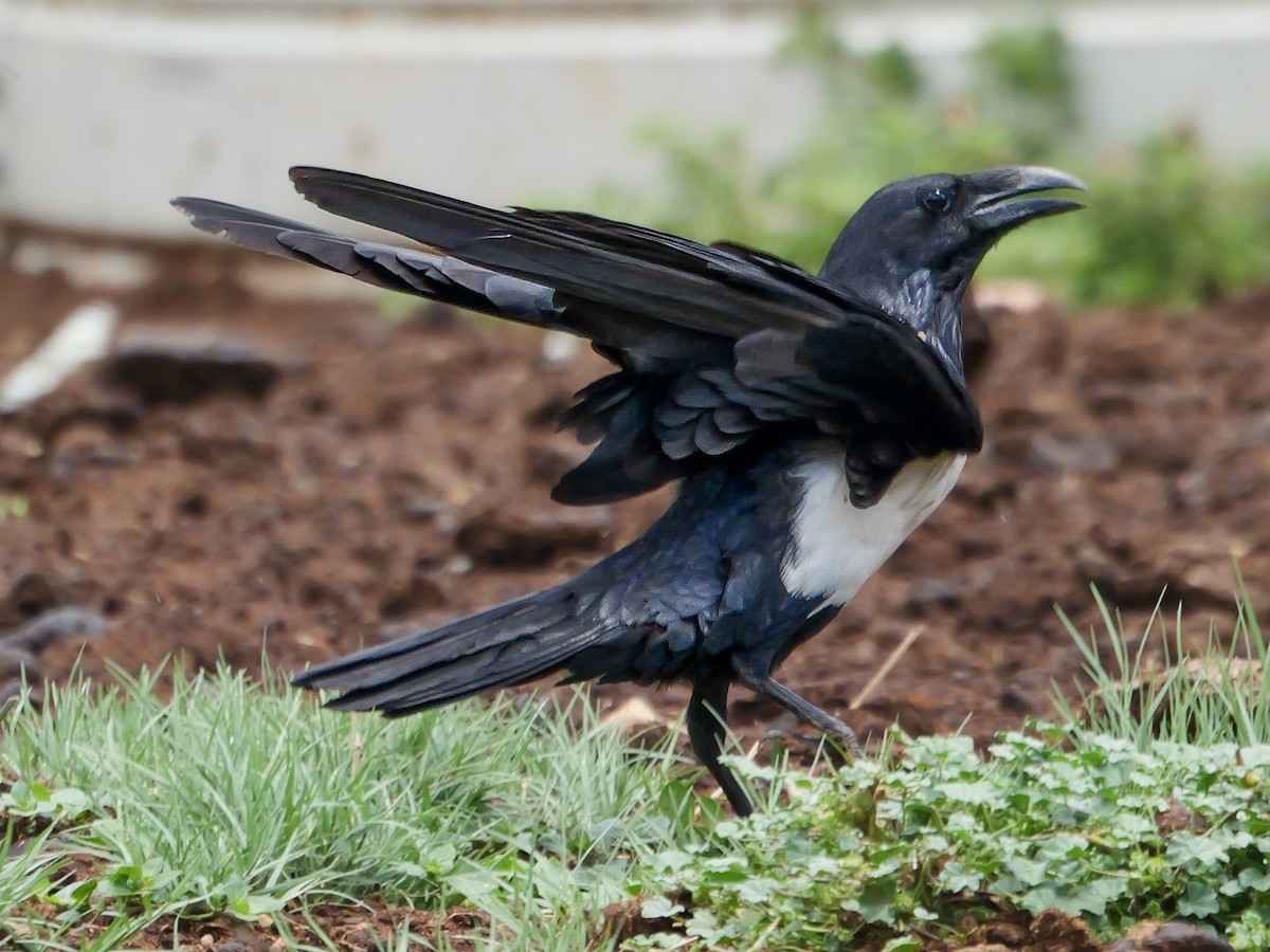 vrána černobílá - ML644450245