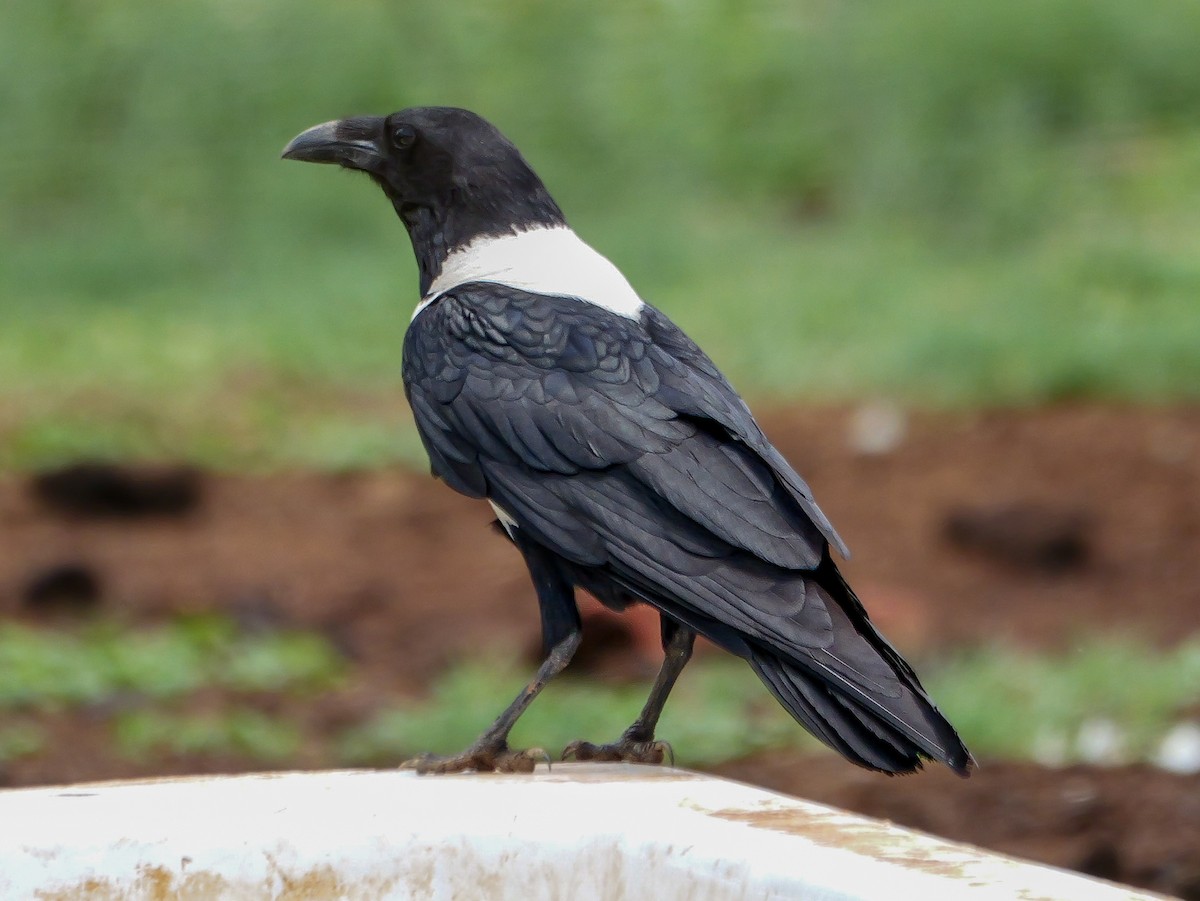 vrána černobílá - ML644450246