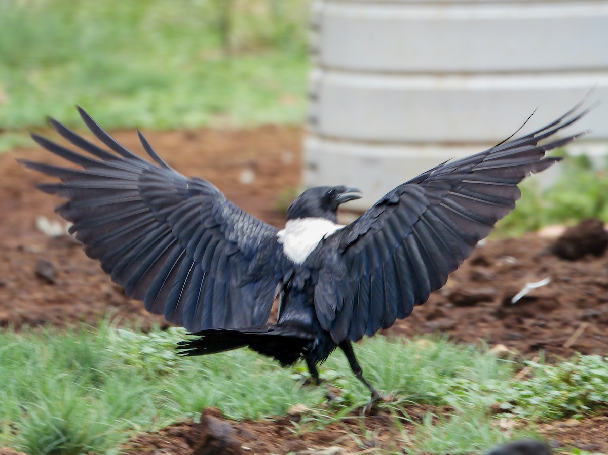 vrána černobílá - ML644450247