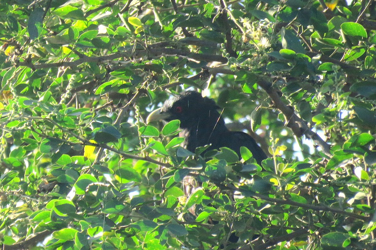 Asian Koel - ML644450251