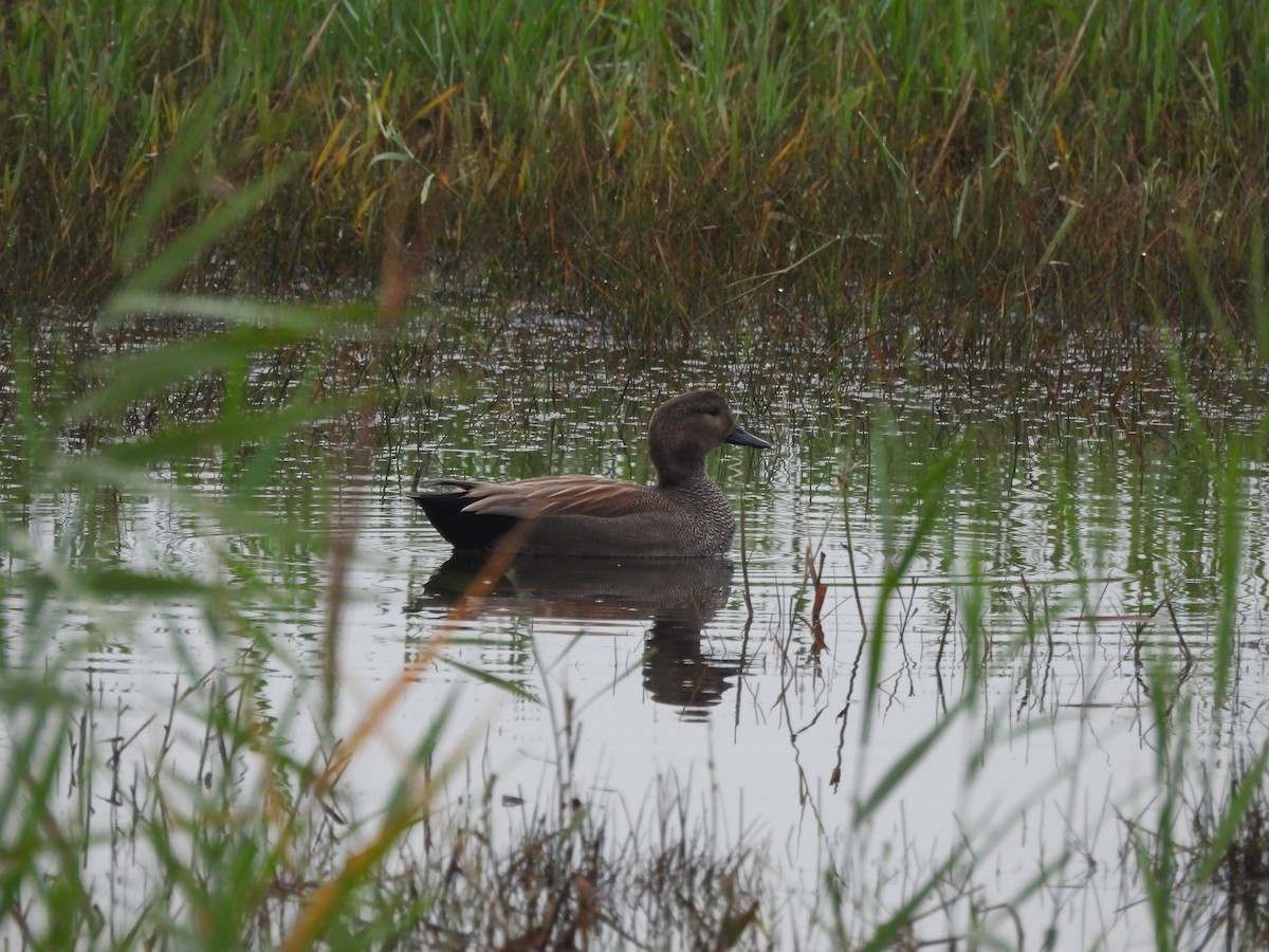 Нерозень - ML644450252