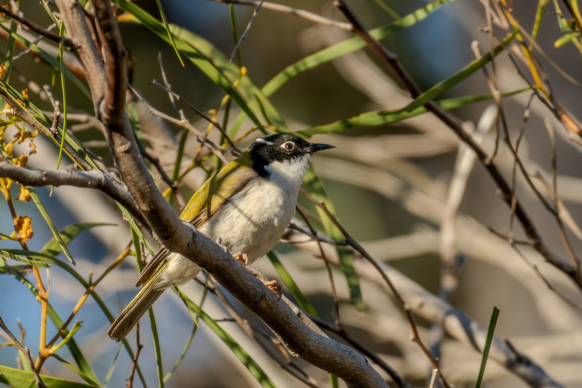 Gilbert's Honeyeater - ML644450255