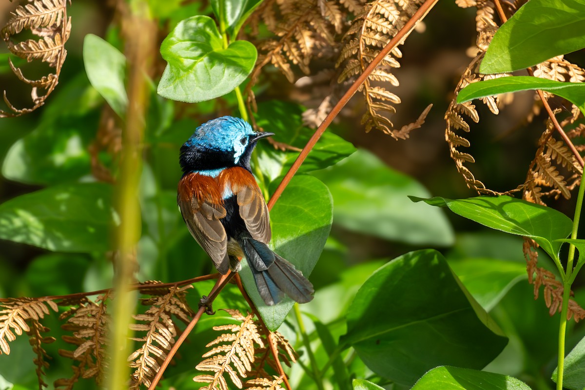 Maluro Elegante - ML644450259