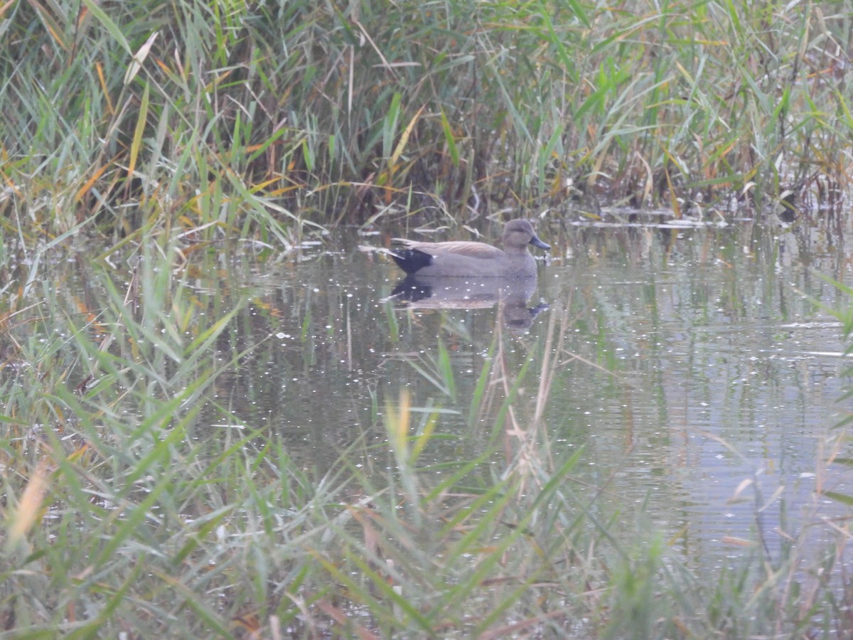 Нерозень - ML644450260