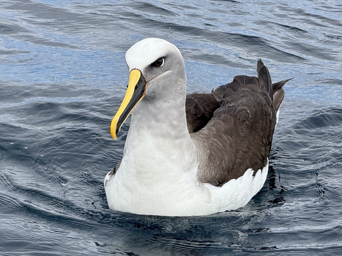 Buller's Albatross - ML644450263