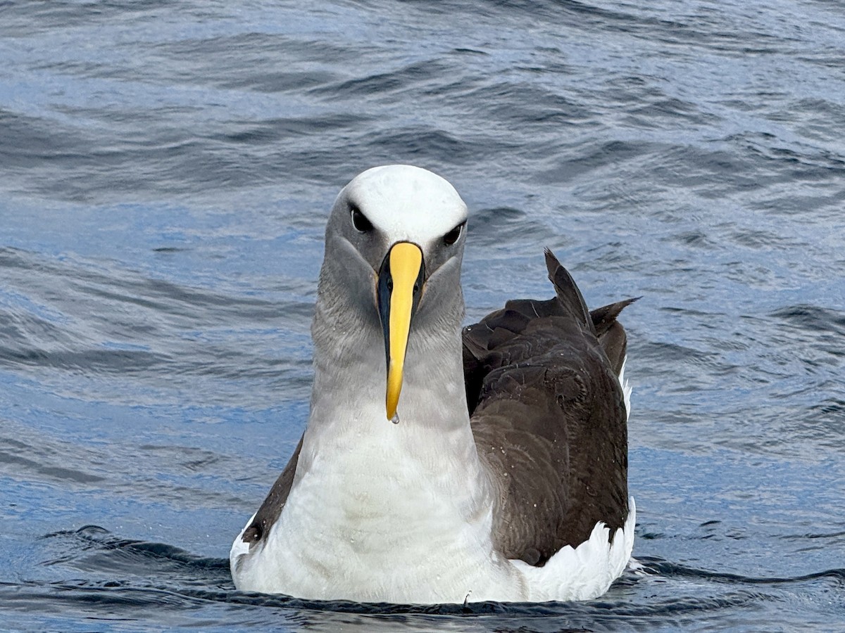 Buller's Albatross - ML644450264