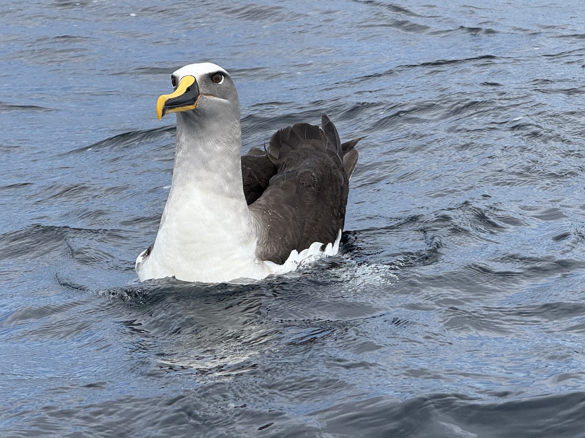 Buller's Albatross - ML644450265