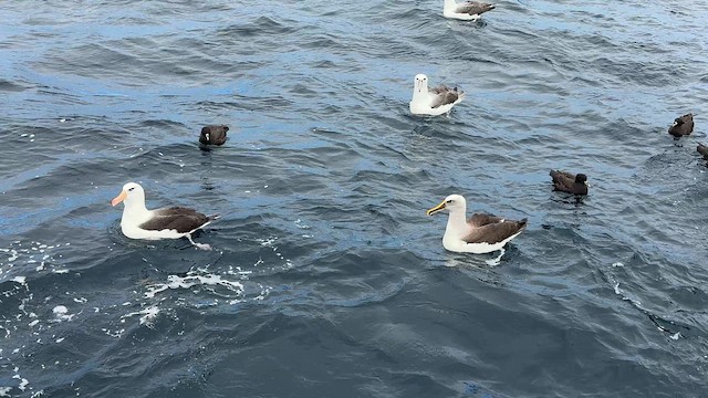 hvitpannealbatross - ML644450266