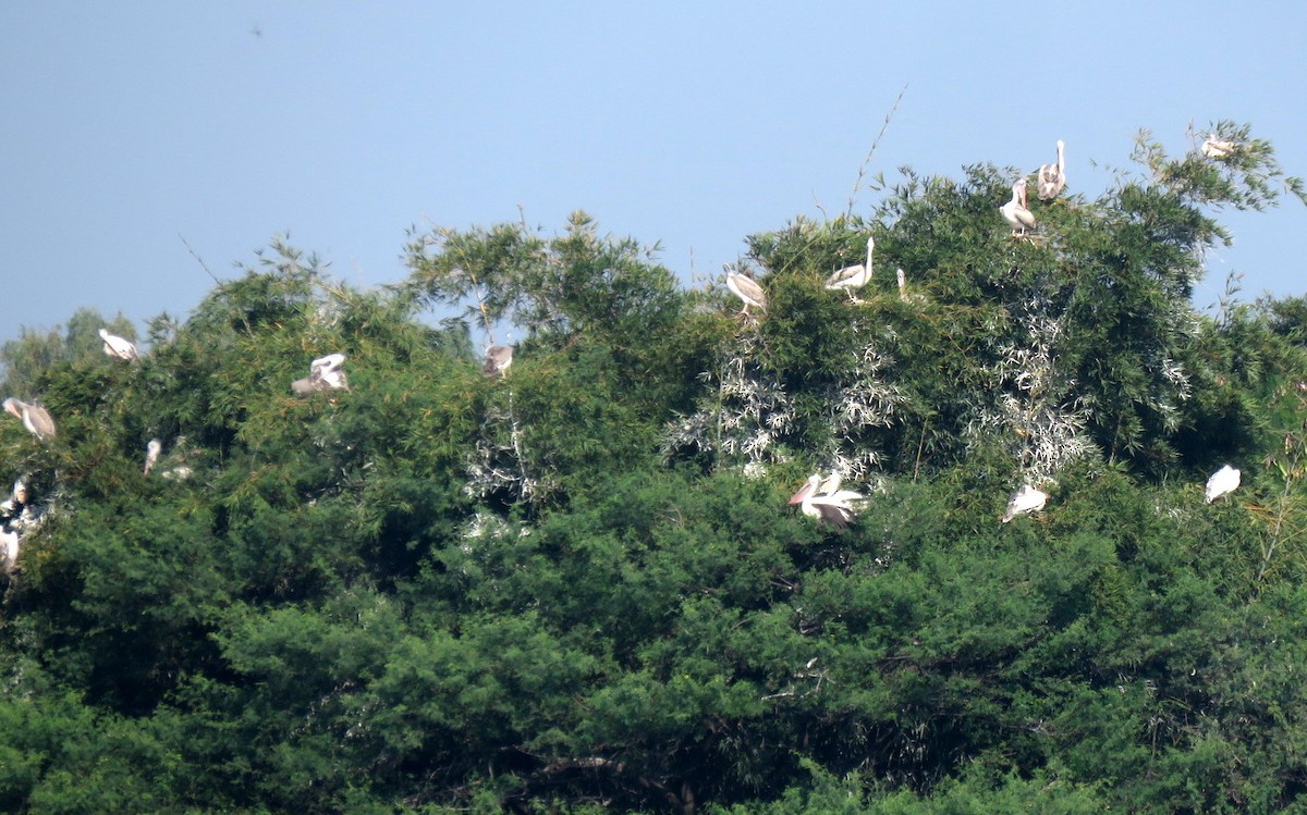 Пестроклювый пеликан - ML644450267