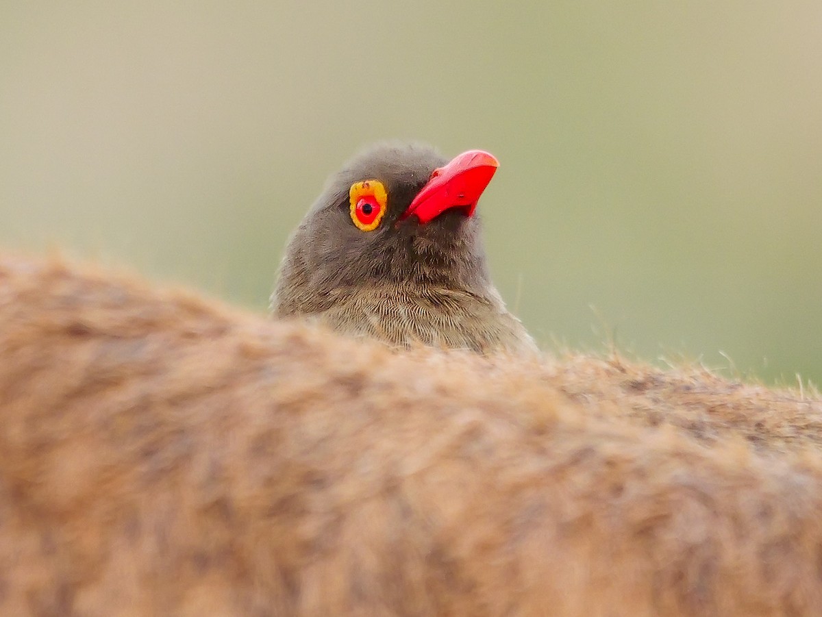 Red-billed Oxpecker - ML644450270