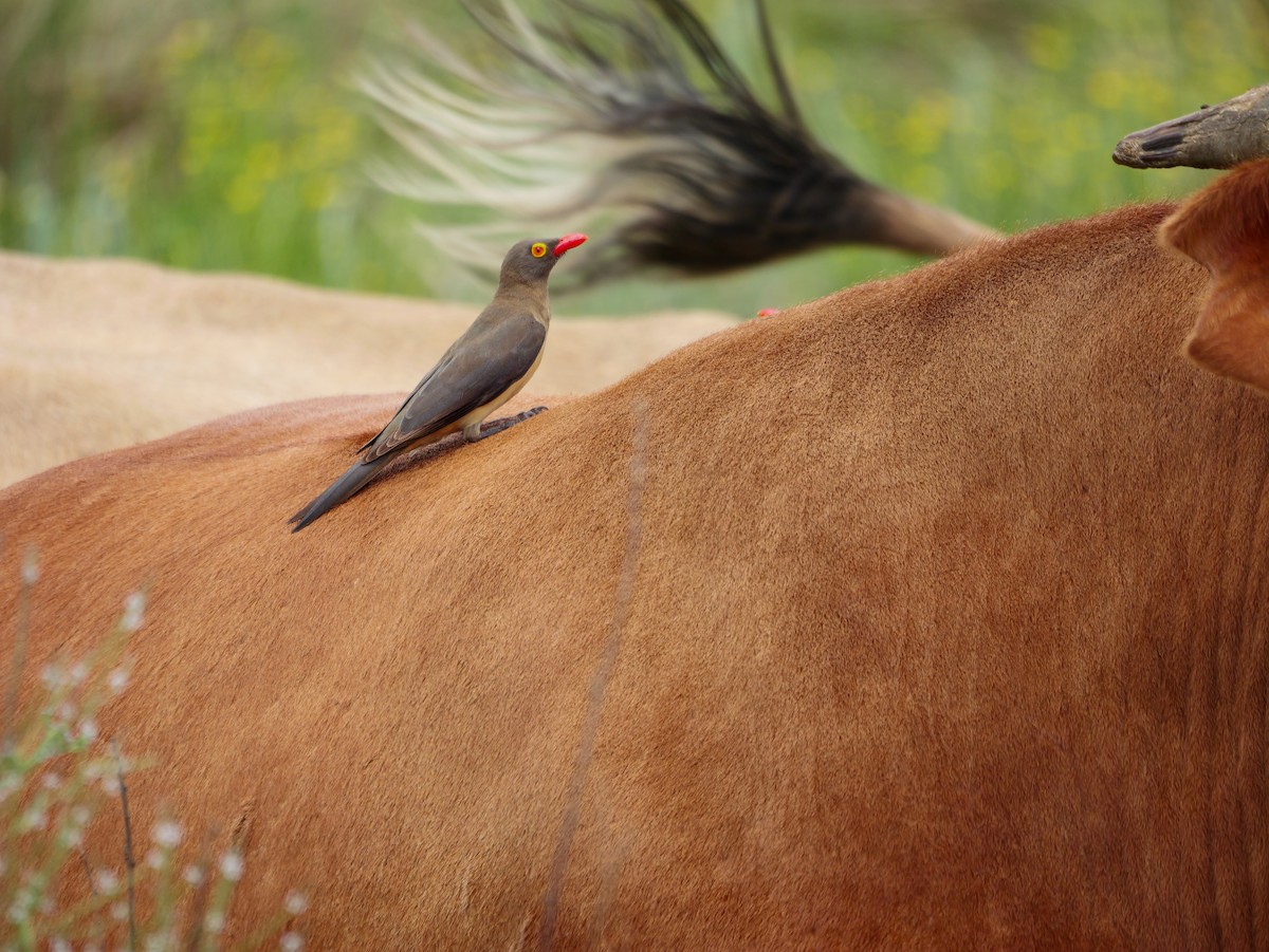 Red-billed Oxpecker - ML644450272