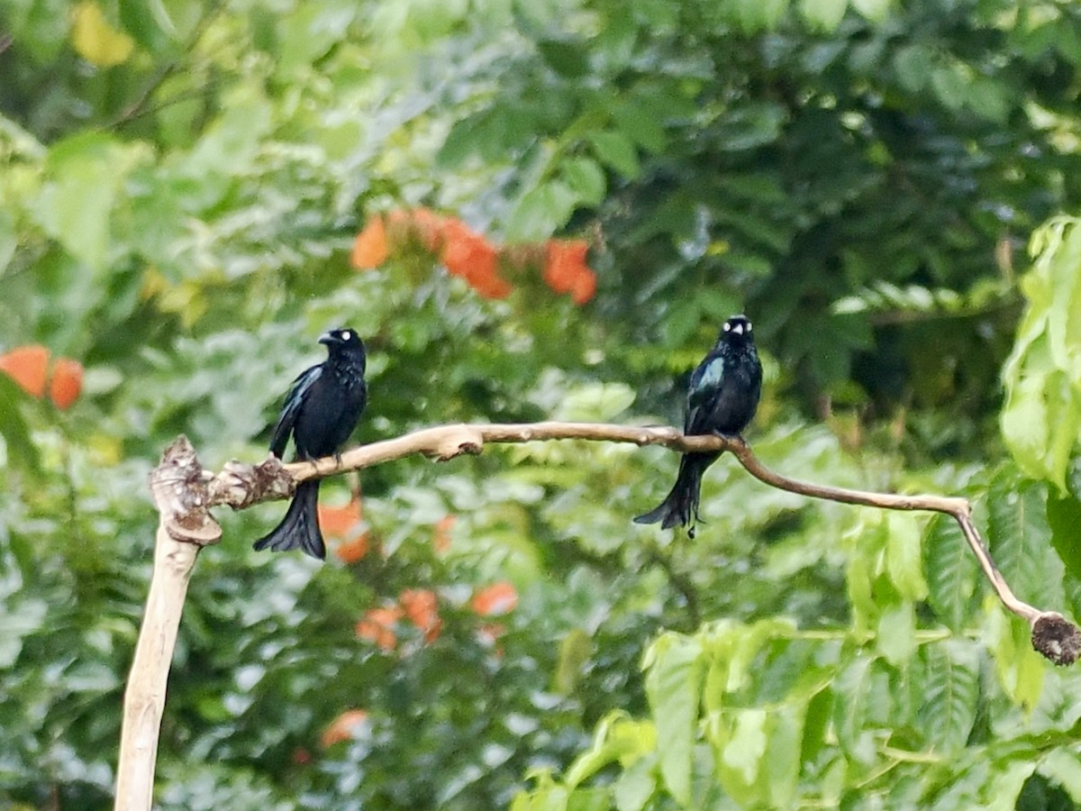 Hair-crested Drongo - ML644450274