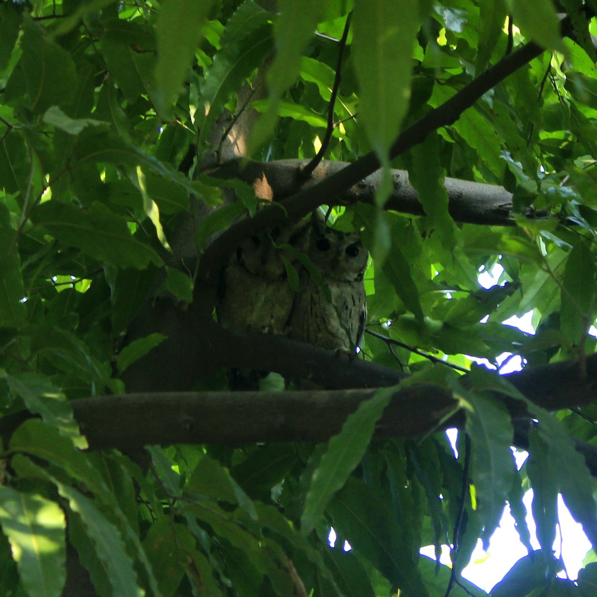 Indian Scops-Owl - ML644450275