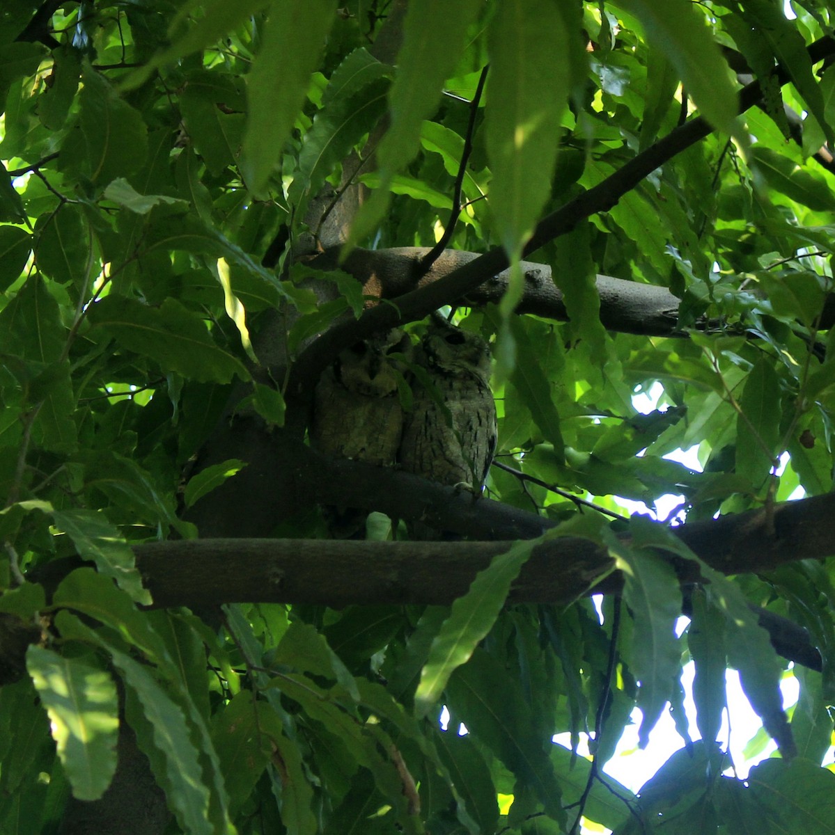 Indian Scops-Owl - ML644450276