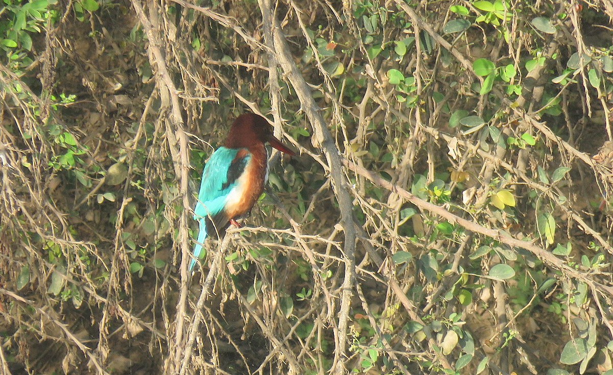 White-throated Kingfisher - ML644450277