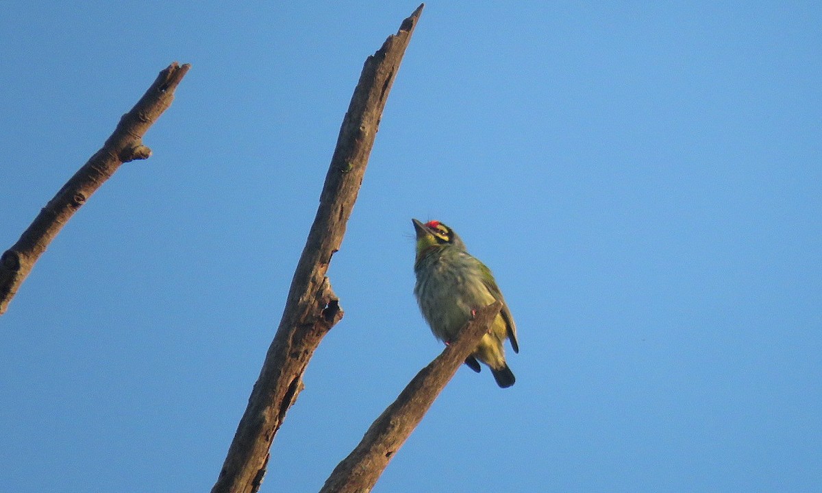 Coppersmith Barbet - ML644450279