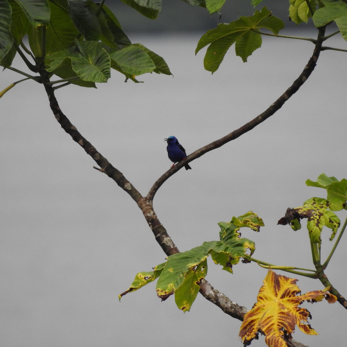 Guit-guit saï - ML644450281