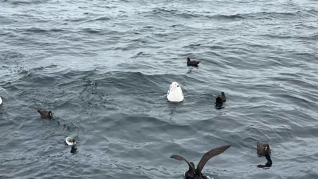 vandrealbatross - ML644450282