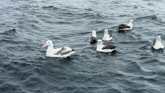 vandrealbatross - ML644450283