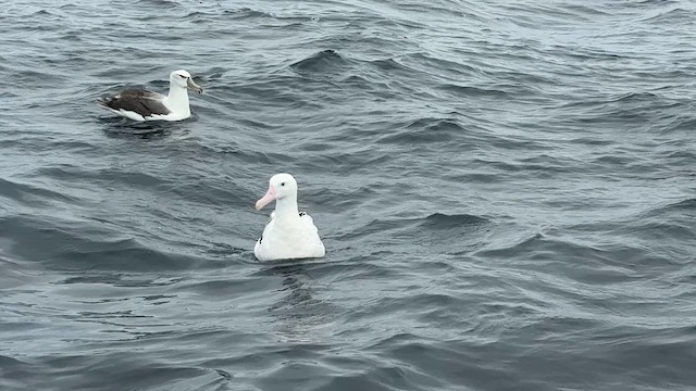 vandrealbatross - ML644450284