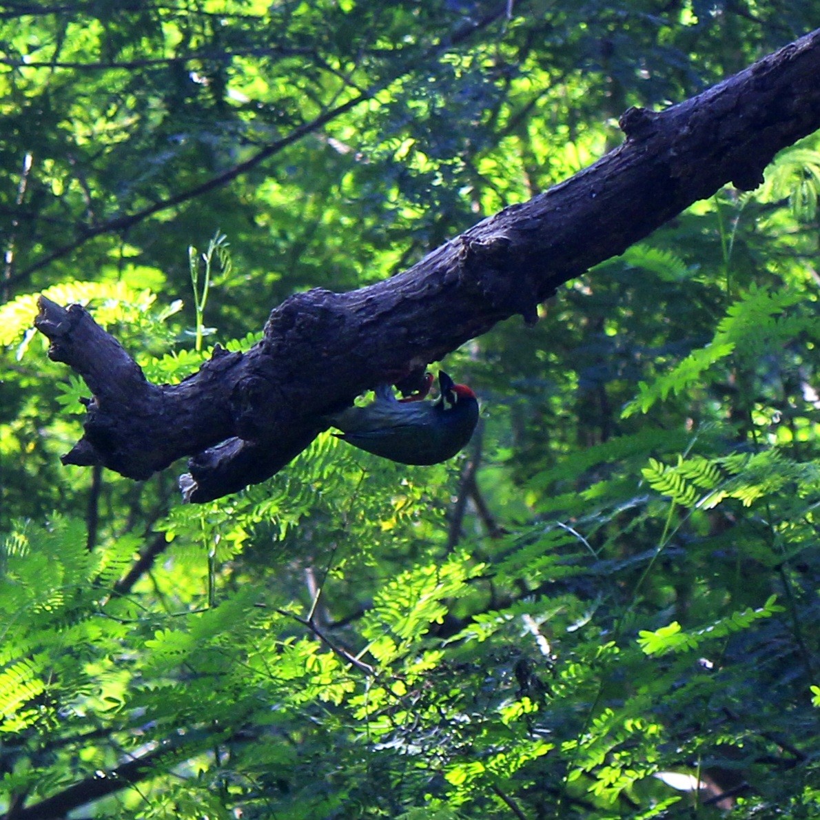 Coppersmith Barbet - ML644450285