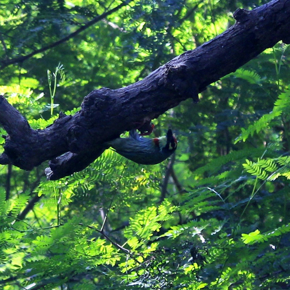Coppersmith Barbet - ML644450286