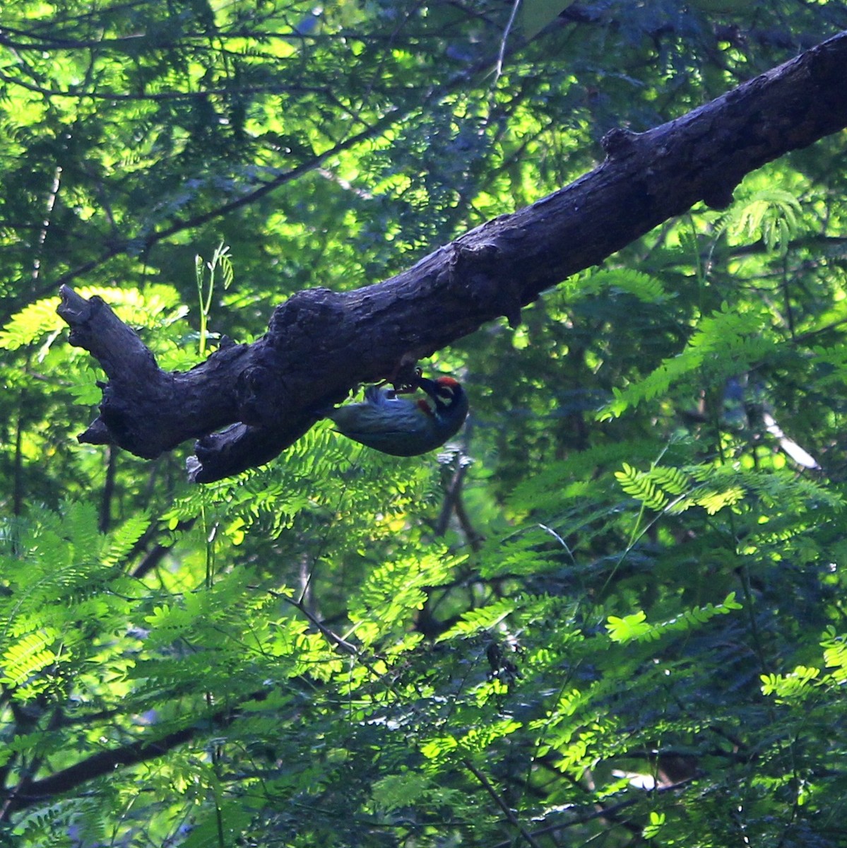 Coppersmith Barbet - ML644450287