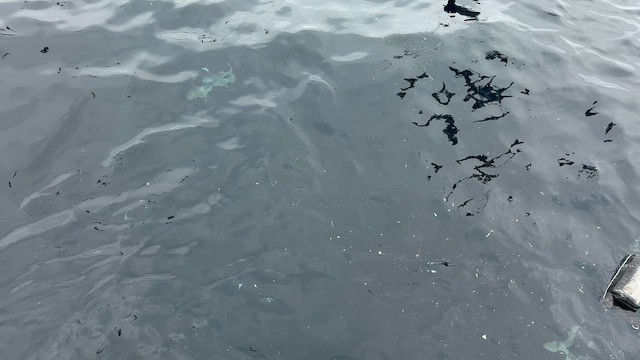 smalnebblire - ML644450289