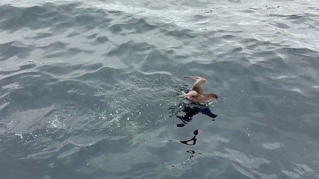 smalnebblire - ML644450290