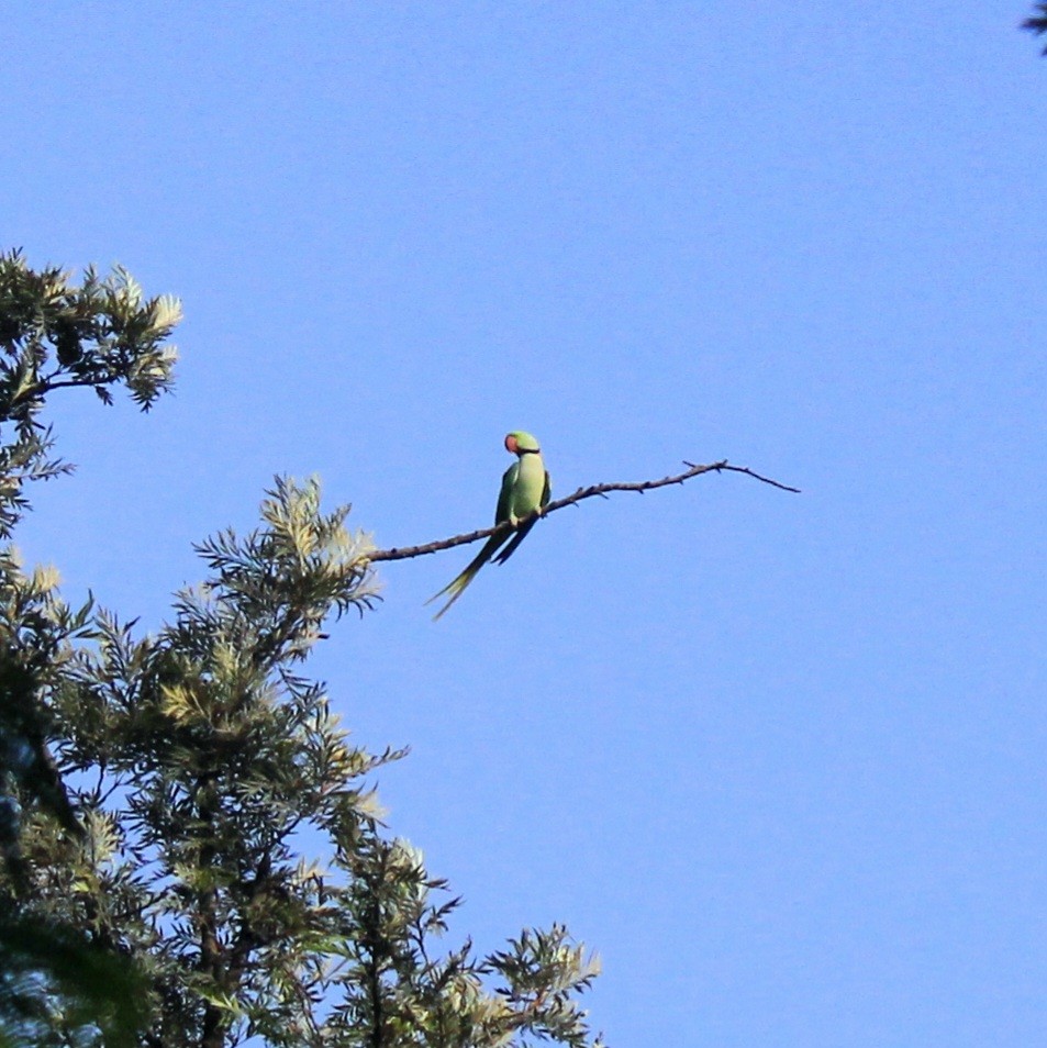 Alexandrine Parakeet - ML644450291