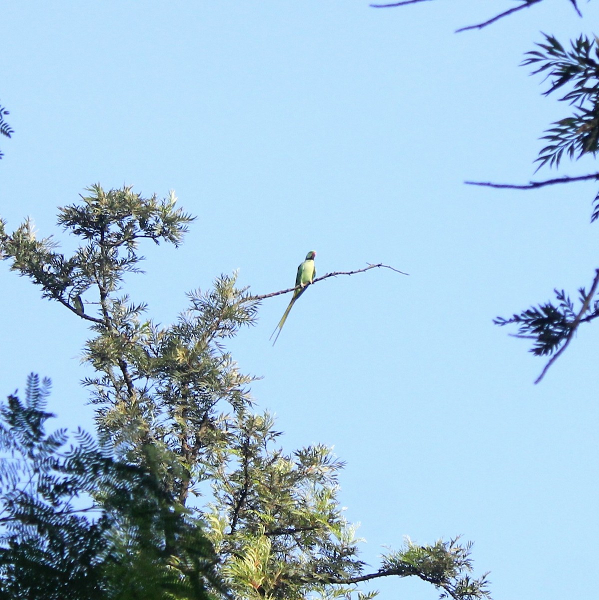 Alexandrine Parakeet - ML644450292