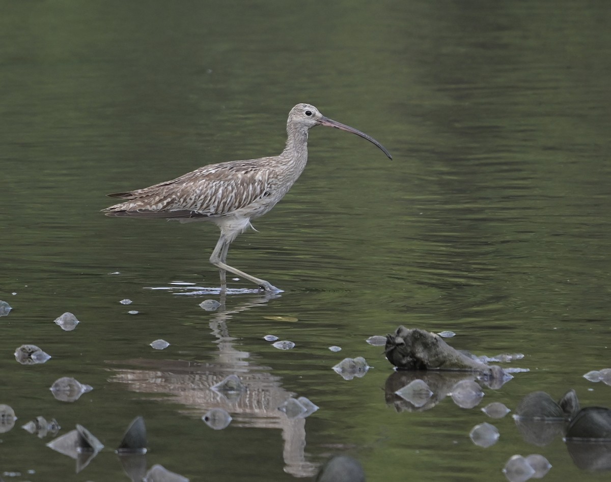 大杓鷸 - ML644450293