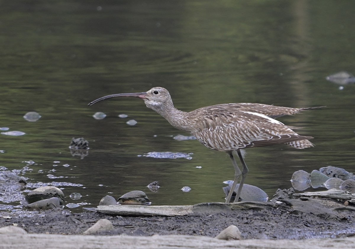 大杓鷸 - ML644450294