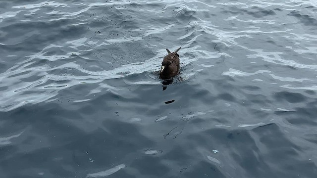 hvithakepetrell - ML644450295