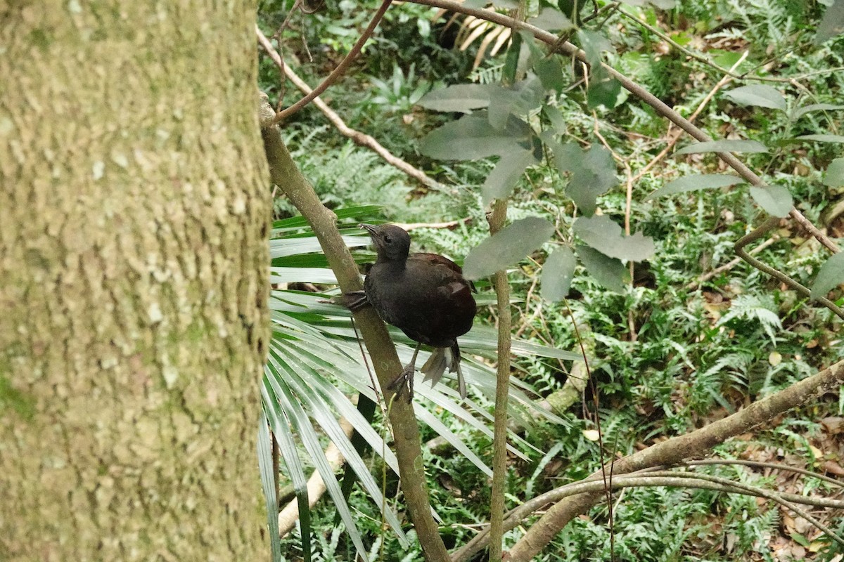 lyrochvost nádherný - ML644450297