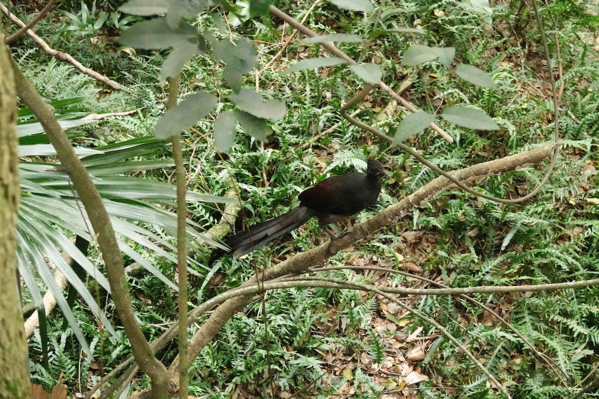 lyrochvost nádherný - ML644450298