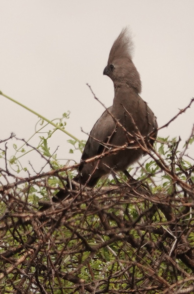 Gray Go-away-bird - ML644450301